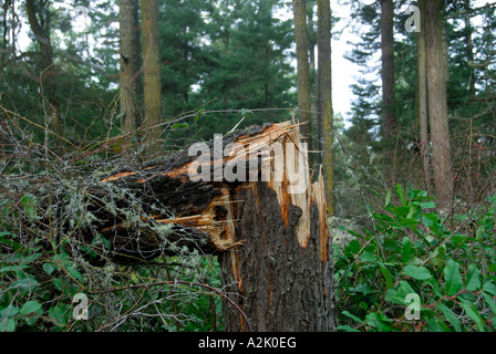 "Tanne ^ durch Sturm gebrochen". Stockfoto