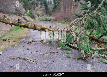 "Umgestürzten Baum blockiert Straße". Stockfoto