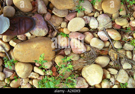 Der typische Boden in Chateauneuf, große Stein Kieselsteine genannt Galet Galets, zum Vergleich ein mans Fuß Schuh zum linken Château Mont-Redon, Châteauneuf-du-Pape Châteauneuf, Vaucluse, Frankreich, Europa Stockfoto