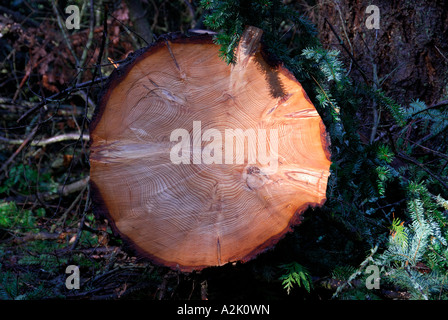 "Fir Baumstamm mit ^ 79 ^ ringförmigen Ringe. Stockfoto