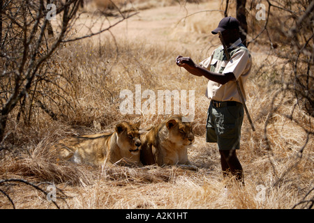 Löwen in Gefangenschaft, Panthera Leo Krugeri. Südafrika. Stockfoto