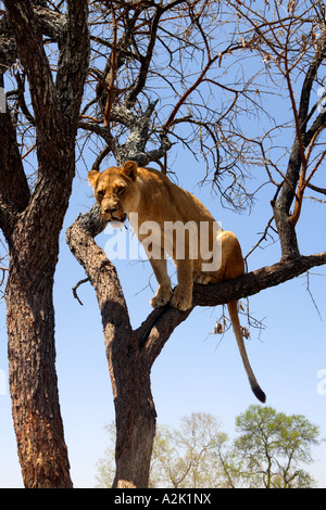 Löwe im Baum, Panthera Leo Krugeri. Südafrika. Stockfoto