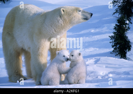 Weibliche Polar stehend mit zwei 3 Monate alten Jungen an ihre Füße, Kanada, Manitoba, Churchill Stockfoto