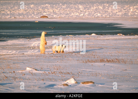 N.A, Kanada, Manitoba, Churchill Polar Bär Mutter mit jungen Stockfoto