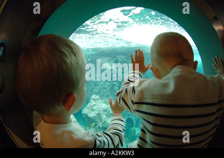 Haifischbecken Oceanopolis Brest Bretagne Frankreich EU Stockfoto