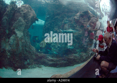 Haifischbecken Oceanopolis Brest Bretagne Frankreich EU Stockfoto