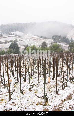 Cornas. Weinberge unter Schnee in saisonal hervorragenden klimatischen Bedingungen im April 2005. Cornas, Ardeche, Ardèche, Frankreich, Europa Stockfoto