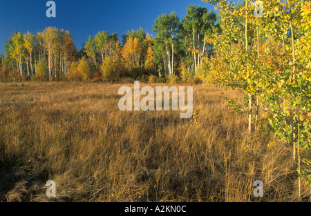 trees in fall colors Stockfoto