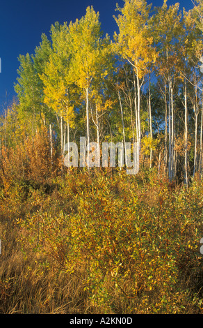 trees in fall colors Stockfoto