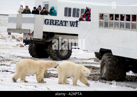 Neugierig Eisbär nahe begegnen, wie Bären neben Tundra Buggy gehen zu sehen, Touristen in Churchill Manitoba Kanada Stockfoto