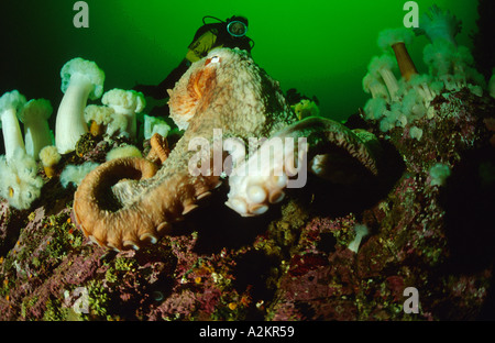 Pazifische Riesenkrake mit Scuba Diver, Octopus Dofleini, Britisch-Kolumbien, Vancouver Island, Kanada Pacific Stockfoto