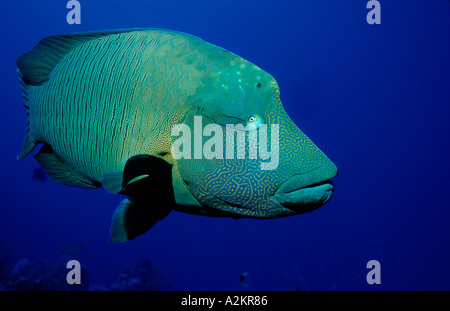 Napoleonfish, Buckelwale Lippfische im blauen Wasser, Cheilinus undulatus Stockfoto