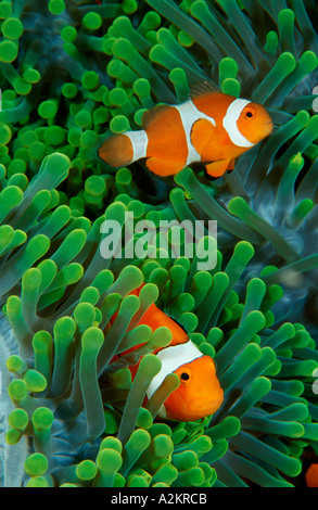 Amphiprion Ocellaris, Ocellaris Clownfish Stockfoto