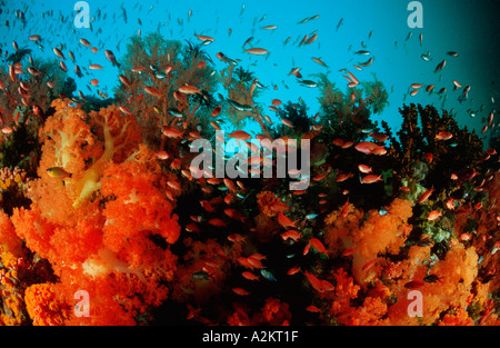 bunte Korallenriff mit Weichkorallen und anthias Stockfoto