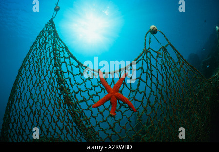 roter Seestern in Angeln net, Echinaster sepositus Stockfoto