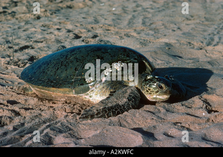 Grüne Schildkröte Rückkehr zum Meer Chelonia Mydas Ras al hatte Sultanat Oman Stockfoto