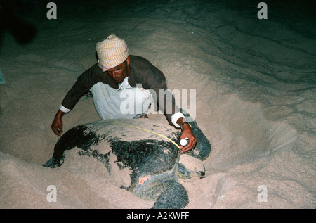 Forscher messen grüne Schildkröte Chelonia Mydas bei Nacht Ras al hatte Sultanat Oman Stockfoto