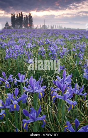 Bereich der blaue Iris am nebligen Morgen Mount Vernon Skagit Valley Skagit County, Washington USA Stockfoto