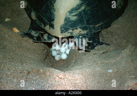 Grüne Schildkröte Eiablage bei Nacht Chelonia Mydas Ras al hatte Oman Stockfoto