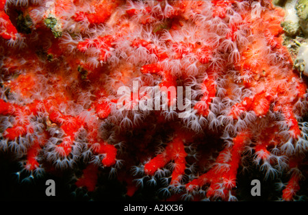 rote Korallen, Corallium rubrum Stockfoto