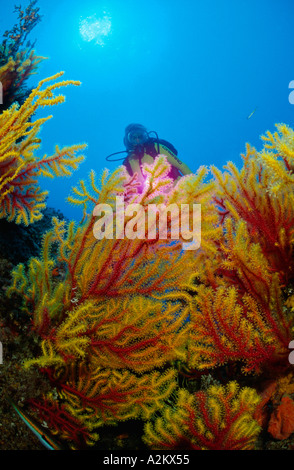 Taucher mit farbenfrohe Wand und roten Gorgonien, Paramuricea clavata Stockfoto