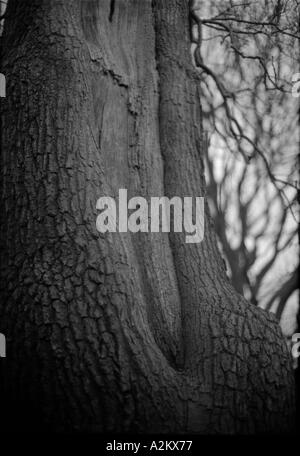 Detail der Rinde auf alten Eiche Baum Richmond Park England uk Großbritannien Europa Eu Stockfoto