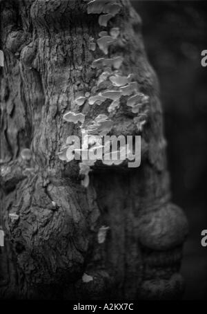 Detail des Wachstums auf Rinde auf alten Eiche Baum Richmond Park England uk Großbritannien Europa Eu Stockfoto