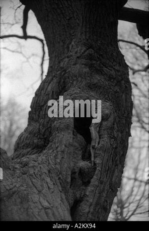 Detail der Hohlraum im Stamm der alten Eiche Baum Richmond Park England uk Großbritannien Europa Eu Stockfoto