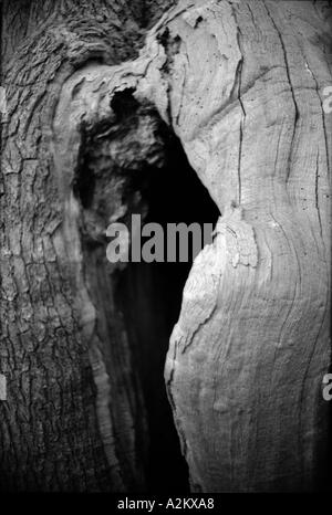 Detail der Hohlraum im Inneren der alten Eiche Baum Richmond Park England uk Großbritannien Europa Eu Stockfoto