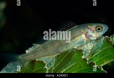 European Perch, Percha fluviatilis Stockfoto