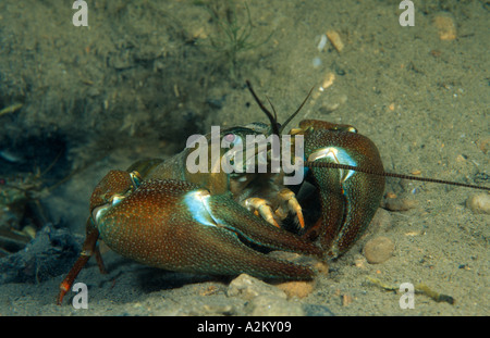 Signal-Krebse, Pacifastacus Leniusculus unter Wasser Stockfoto