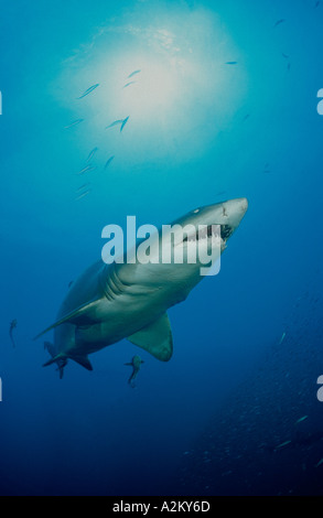 Carcharias Taurus, grau Ammenhai, Sand Tigerhai, North Carolina USA Stockfoto