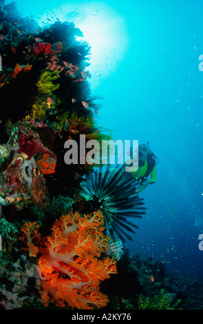 Dendronephthya sp, Taucher im Korallenriff mit Weichkorallen und Feather star Stockfoto