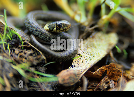 Juvenile Ringelnatter (Natrix Natrix) und Ahorn Samen auf Waldboden Stockfoto