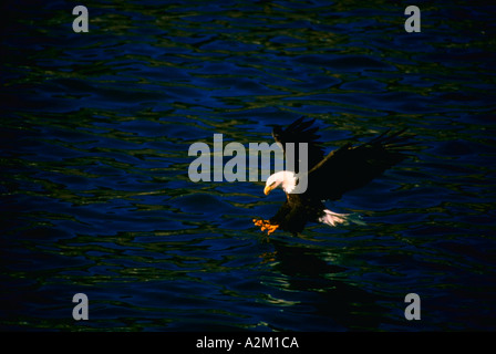 Adler-Angeln Stockfoto