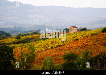 Ein Blick über die Weinberge in Herbstfärbung. Domaine Viret, Saint Maurice Sur Eygues, Drôme Drome Frankreich, Europa Stockfoto