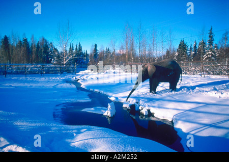 Ein afrikanischer Elefant trinkt aus einem Stream stehen im Schnee an der Alaska Zoo in Anchorage in Alaska Stockfoto