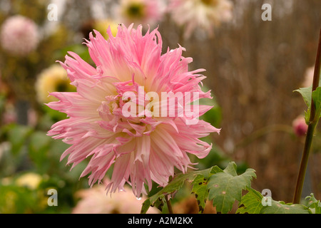 Dahlie Marlene Joy Stockfoto