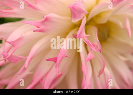 Dahlie Marlene Joy Stockfoto