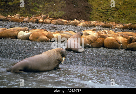 Asien, Russland, sibirische Arktis, Neusibirischen Inseln, Bennet Insel. Walrosse (Odobanus Rosmarus Divergens) Stockfoto