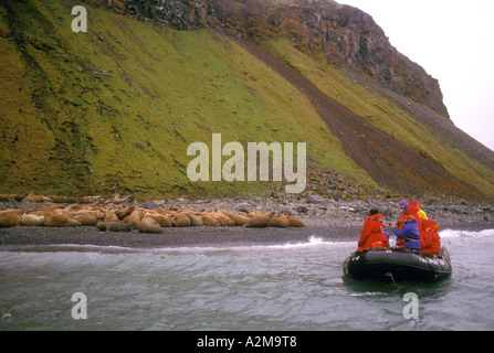 Asien, Russland, sowjetische Arktis, Neusibirischen Inseln, Bennet Insel. Touristen, die gerade Walrosse (Odobanus Rosmarus Divergens) Stockfoto