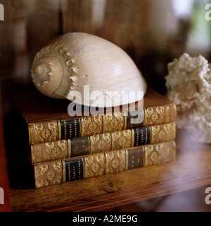 Muschel auf Buch Haufen im Bücherschrank mit Glasfront