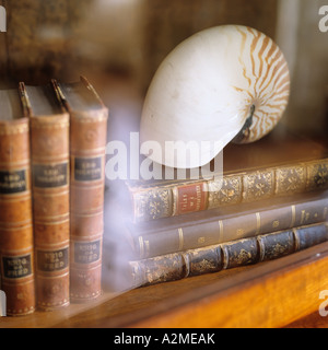 Muschel und Bücher im Bücherschrank mit Glasfront Stockfoto