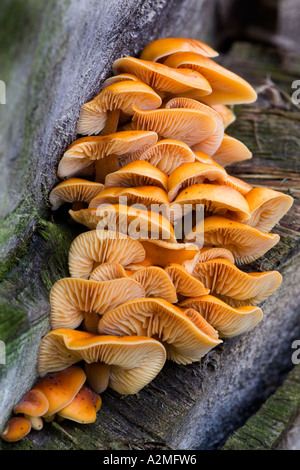 nette Gruppe von Velvet Schaft Pilz Flammulina Velutipes wachsen auf stumpf Potton bedfordshire Stockfoto