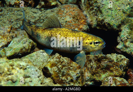 Bachforelle Salmo Trutta fario Stockfoto