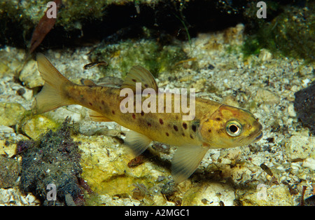 Bachforelle Salmo Trutta fario Stockfoto