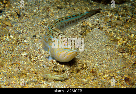 Stargazer Uranoscopus scaber Stockfoto