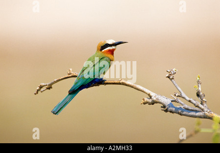 WHITE-FRONTED Biene-Esser Merops bullockoides Stockfoto