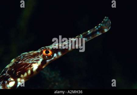 Leiter der großen Seenadeln, Syngnathus acus Stockfoto