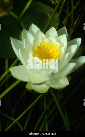 Weiße Seerose, Nymphaea Alba unter Wasser Stockfoto